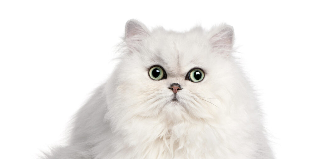 Persian Cat Breeding: Challenges and Rewards