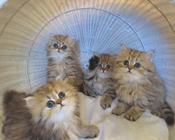 Persian Cat Breeding: Challenges and Rewards