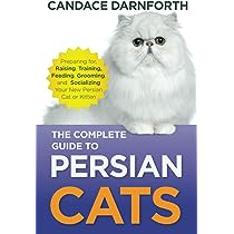 Persian Cat Care: A Complete Guide for Beginners