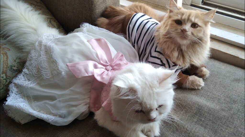 Persian Cat Fashion: Dressing Up Your Feline Friend