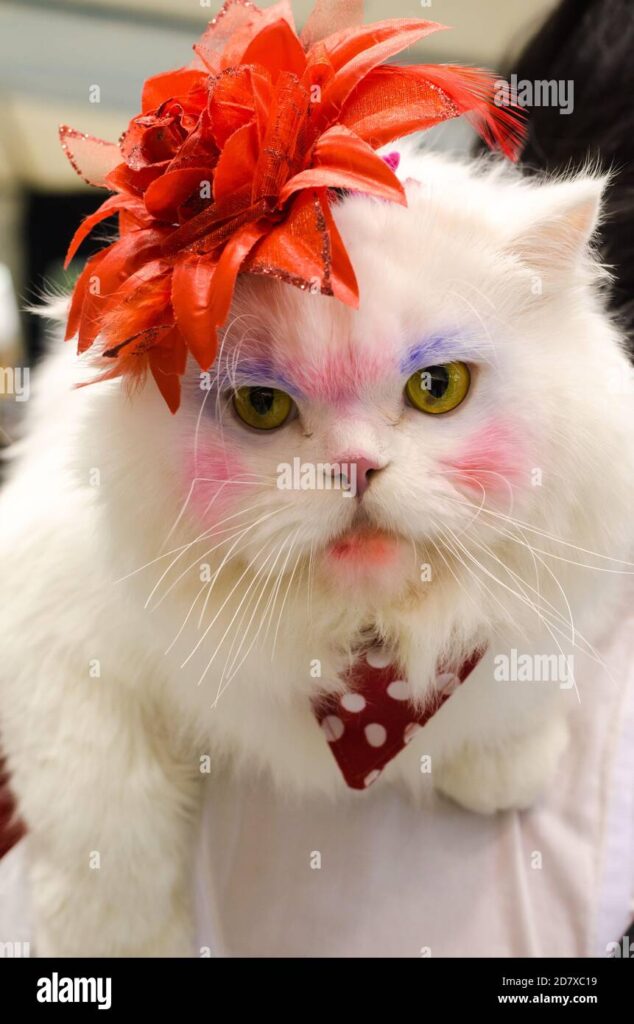 Persian Cat Fashion: Dressing Up Your Feline Friend