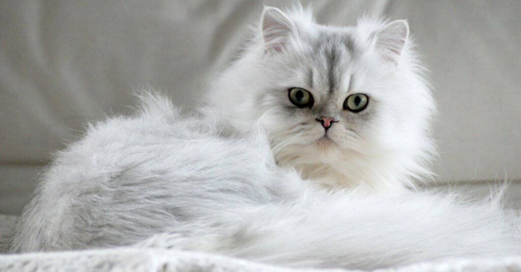 Persian Cat Health Insurance: Is It Worth It?