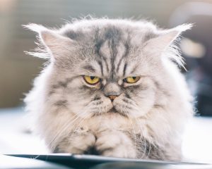 Persian Cat Health Insurance: Is It Worth It?