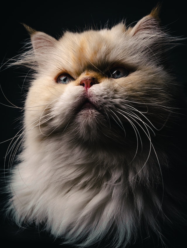 Persian Cat Health Insurance: Is It Worth It?