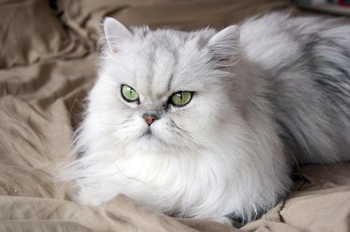 Persian Cat Health Insurance: Is It Worth It?