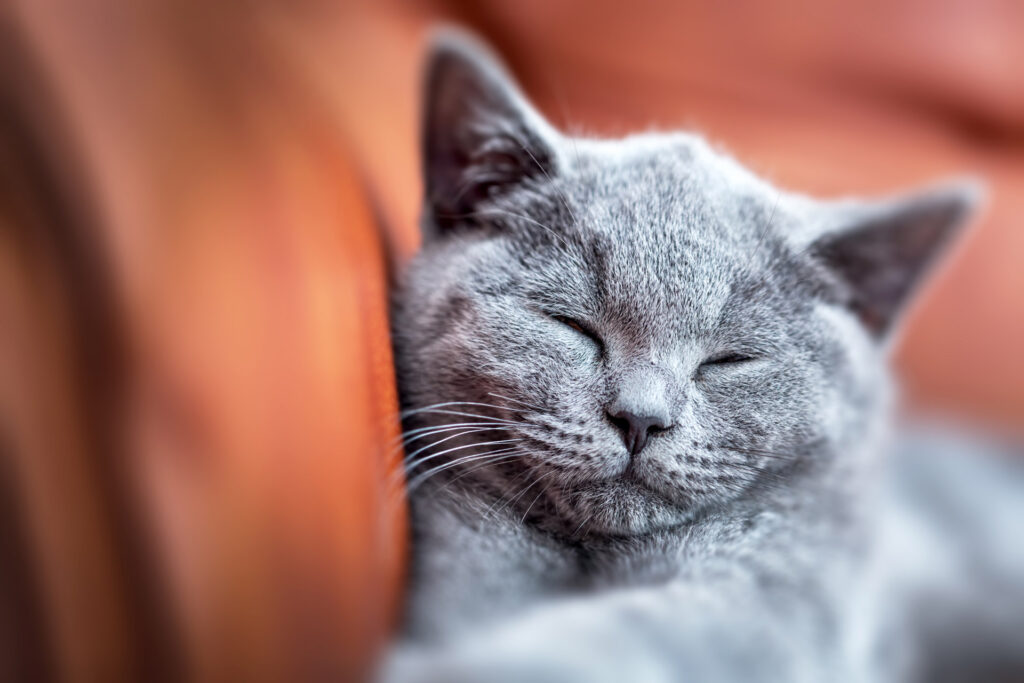 Persian Cat Purr-fectly Explained: Why Do They Purr?