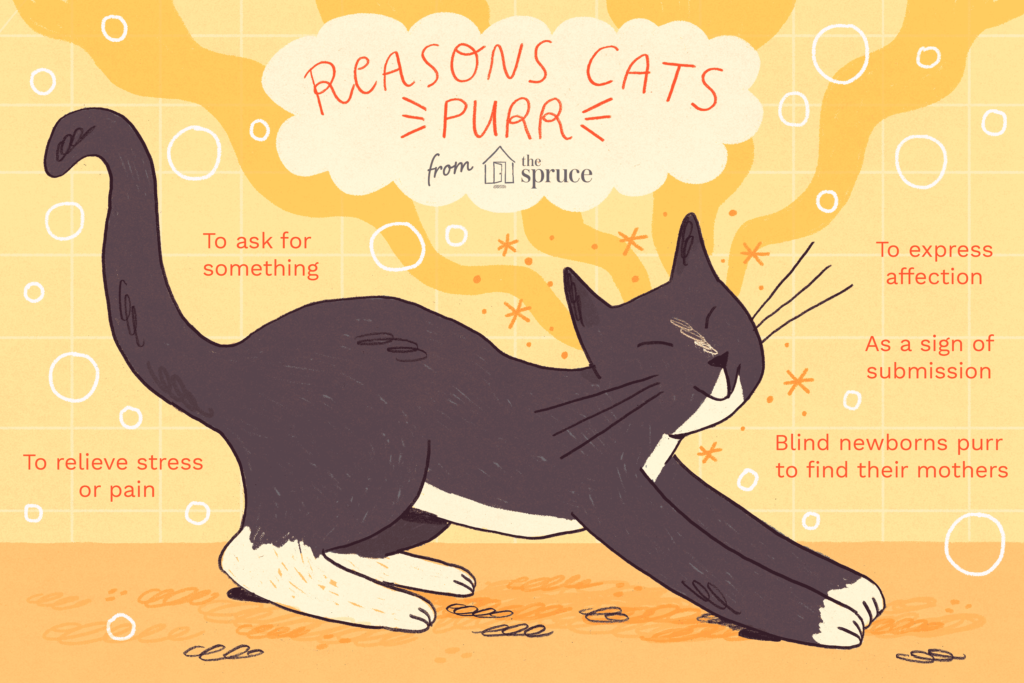 Persian Cat Purr-fectly Explained: Why Do They Purr?