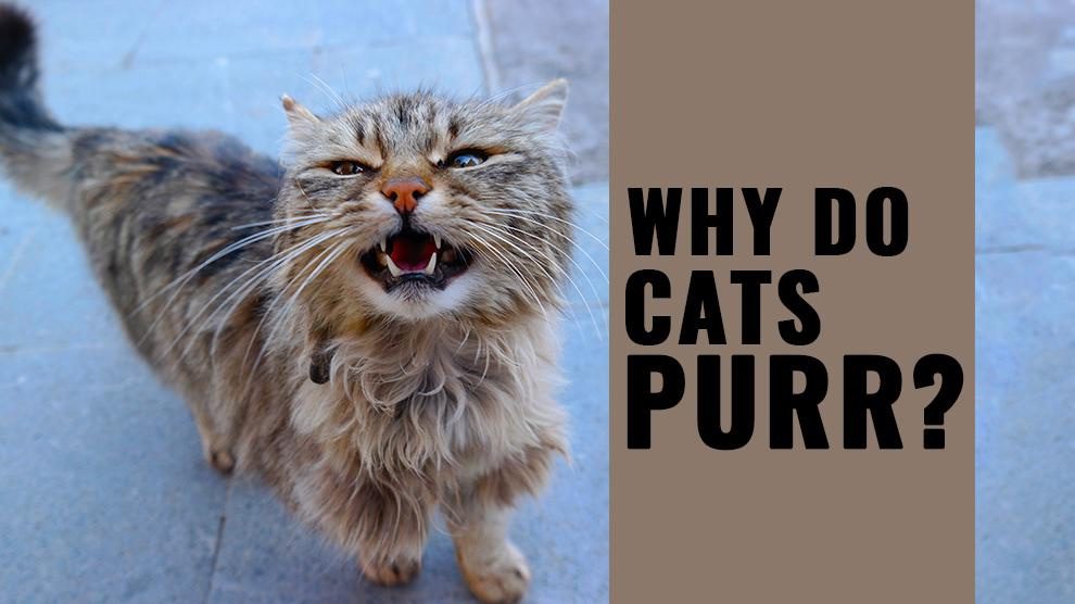 Persian Cat Purr-fectly Explained: Why Do They Purr?