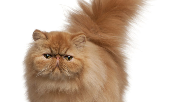 Persian Cat Purr-fectly Explained: Why Do They Purr?