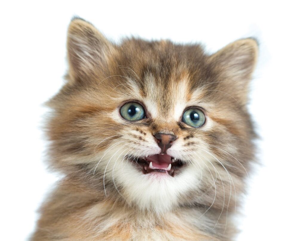 Persian Cat Vocalizations: What Do They Mean?