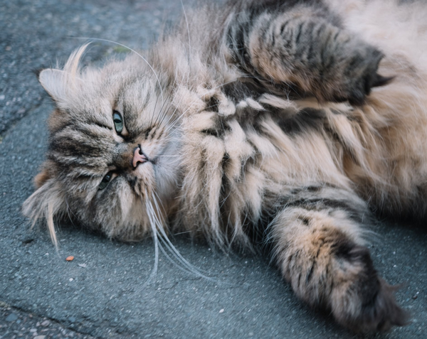 Persian Cats and Allergies: Coping Strategies