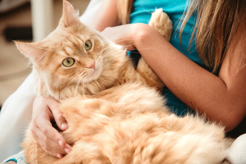 Persian Cats and Children: Tips for a Harmonious Relationship