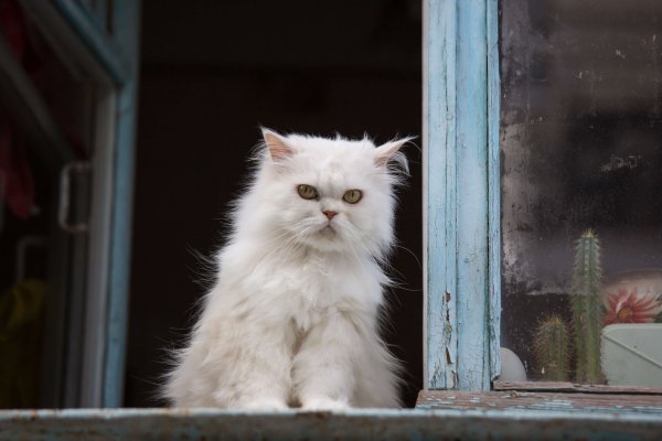 Persian Cats and Excessive Shedding: Solutions and Tips