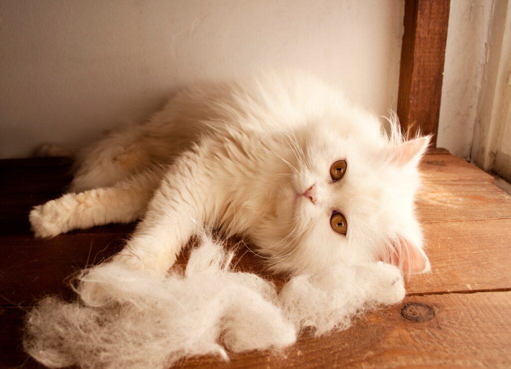 Persian Cats and Excessive Shedding: Solutions and Tips