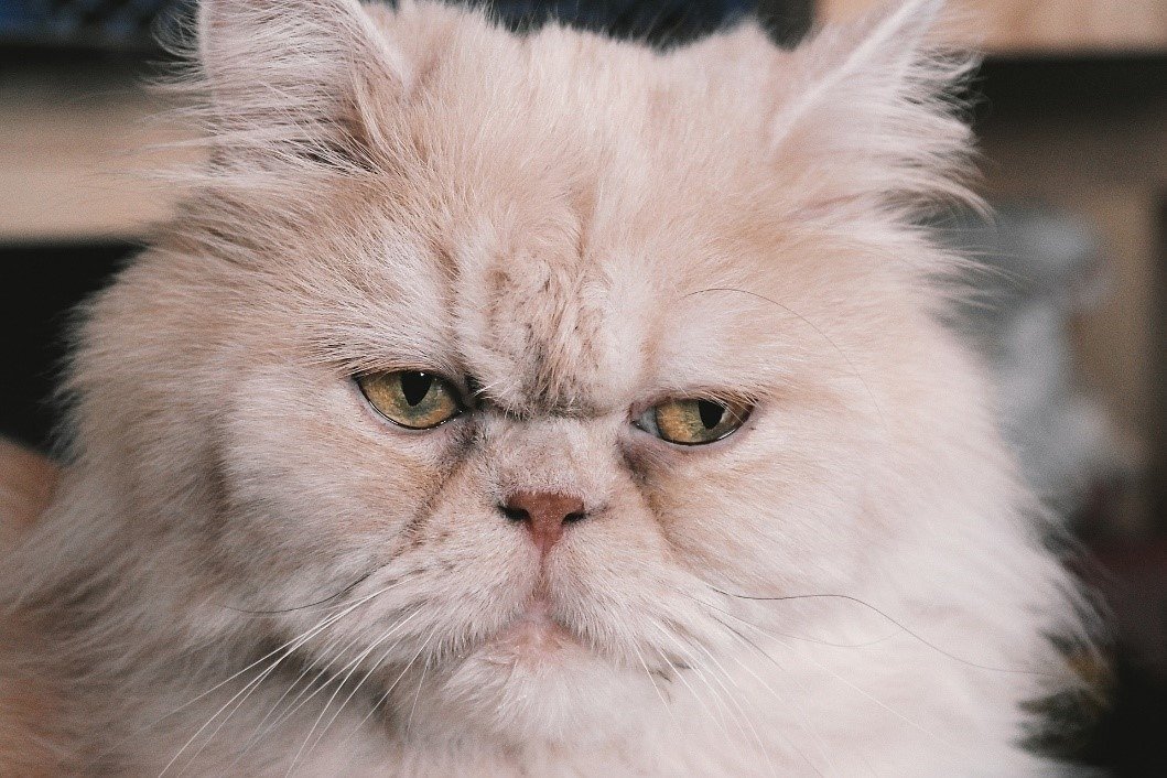 Persian Cats and Excessive Shedding: Solutions and Tips