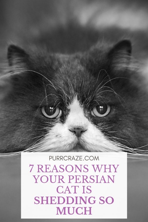 Persian Cats and Excessive Shedding: Solutions and Tips