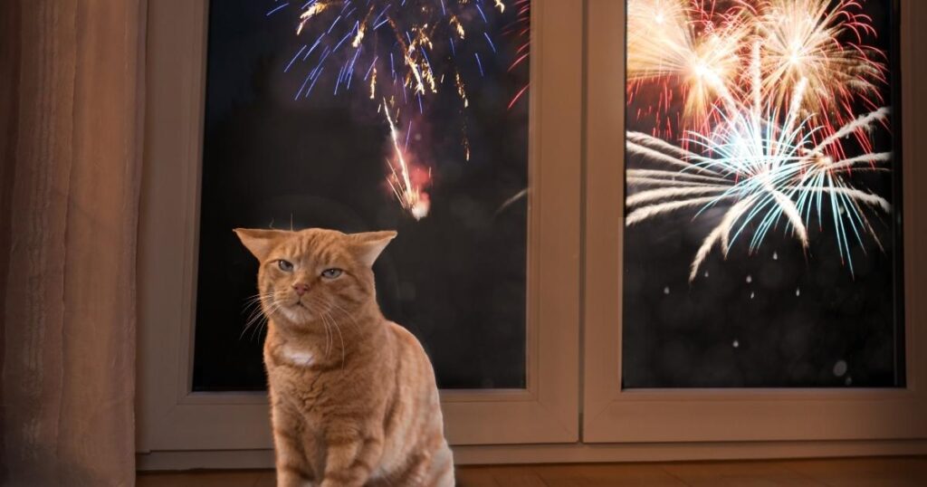 Persian Cats and Fireworks: Keeping Them Calm and Safe