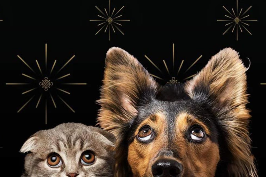 Persian Cats and Fireworks: Keeping Them Calm and Safe