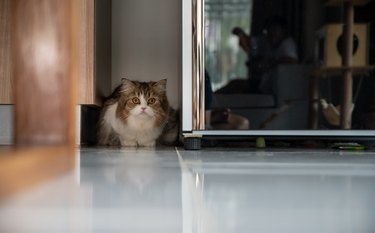 Persian Cats and Fireworks: Keeping Them Calm and Safe