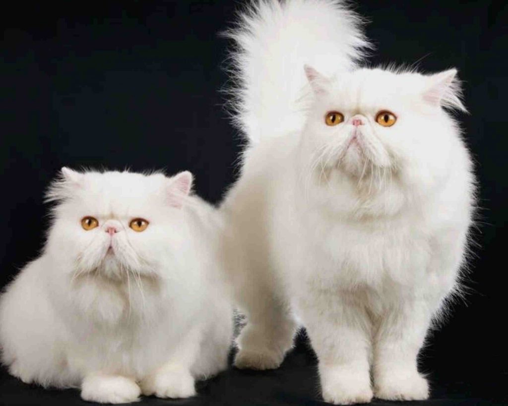 Persian Cats and Other Animals: Friends or Foes?