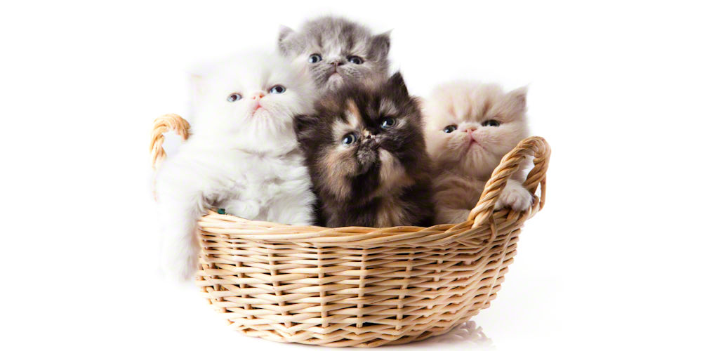 Persian Cats and Other Pets: Introducing New Companions