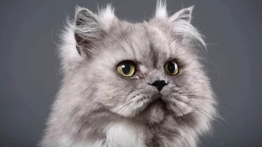 Persian Cats and Other Pets: Introducing New Companions