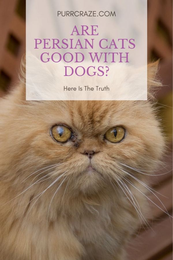 Persian Cats and Other Pets: Introducing New Companions