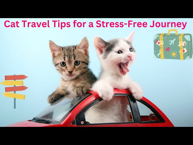 Persian Cats and Travel Anxiety: Tips for Stress-Free Journeys