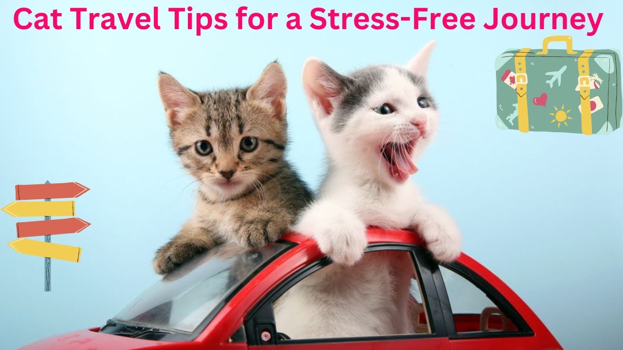 Persian Cats and Travel Anxiety: Tips for Stress-Free Journeys