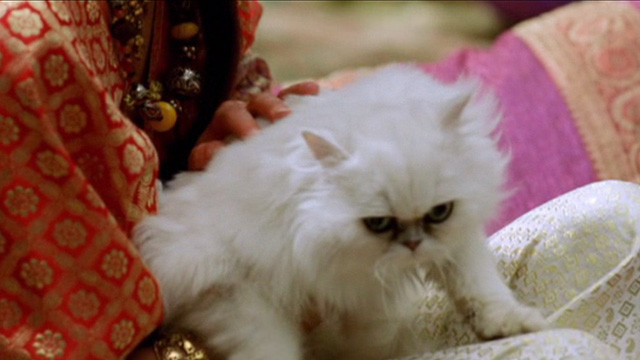 Persian Cats in Cinema and Television