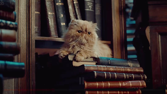 Persian Cats in Cinema and Television