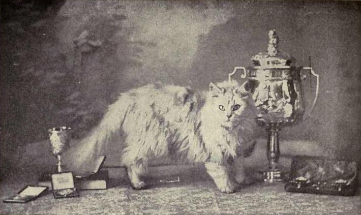 Persian Cats in Mythology and Folklore