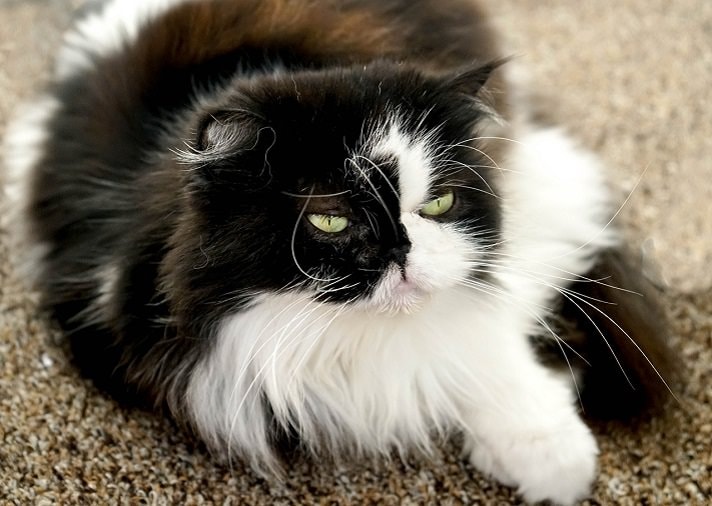 Recognizing Behavioral Issues in Persian Cats