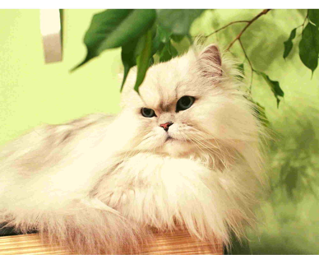 Recognizing Behavioral Issues in Persian Cats