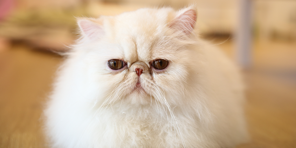 Recognizing Signs of Distress in Persian Cats