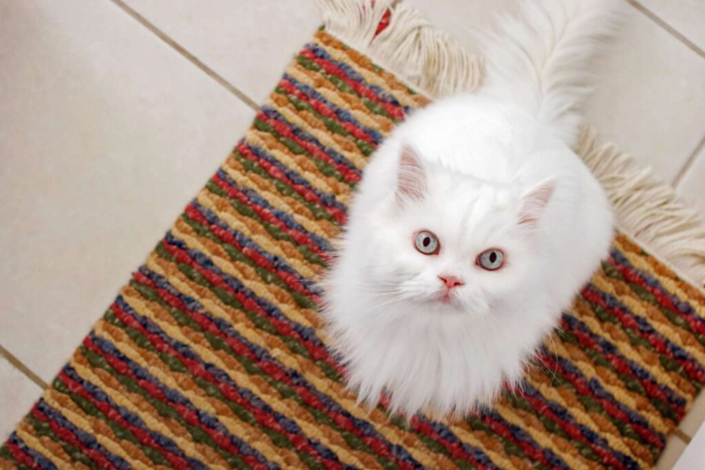 Teaching Your Persian Cat Tricks and Commands