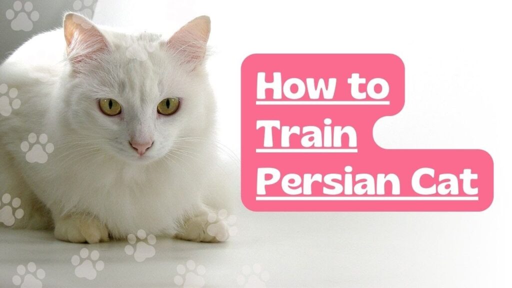 Teaching Your Persian Cat Tricks and Commands