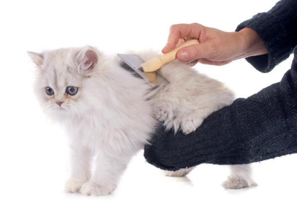 The Art of Brushing Your Persian Cats Coat