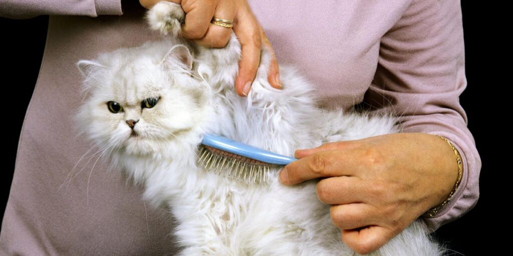 The Art of Brushing Your Persian Cats Coat