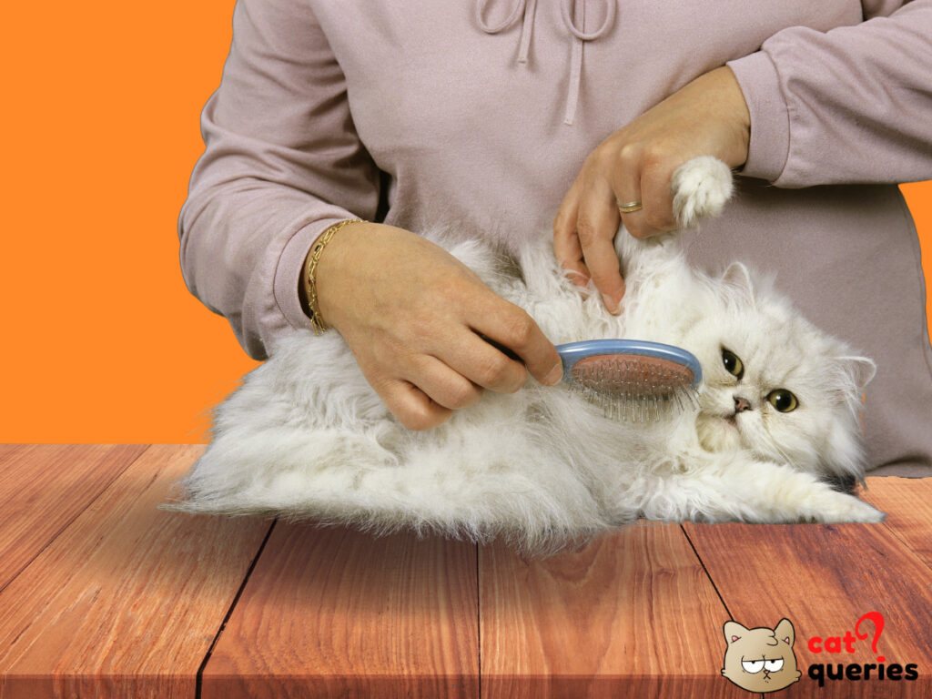 The Art of Brushing Your Persian Cats Coat