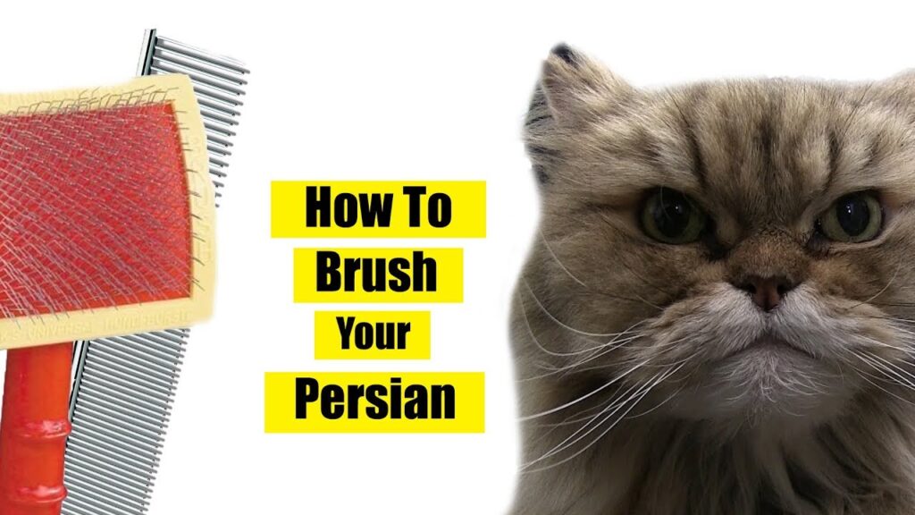 The Art of Brushing Your Persian Cats Coat