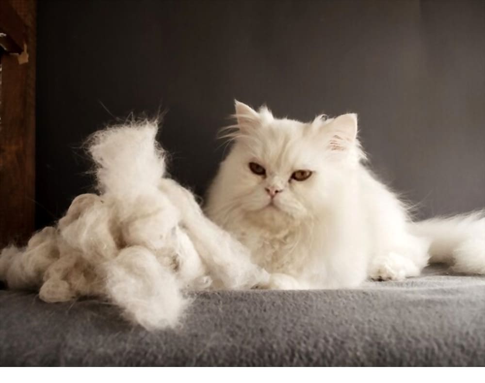 The Art of Brushing Your Persian Cats Coat