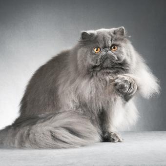 The Beauty of Persian Cat Photography