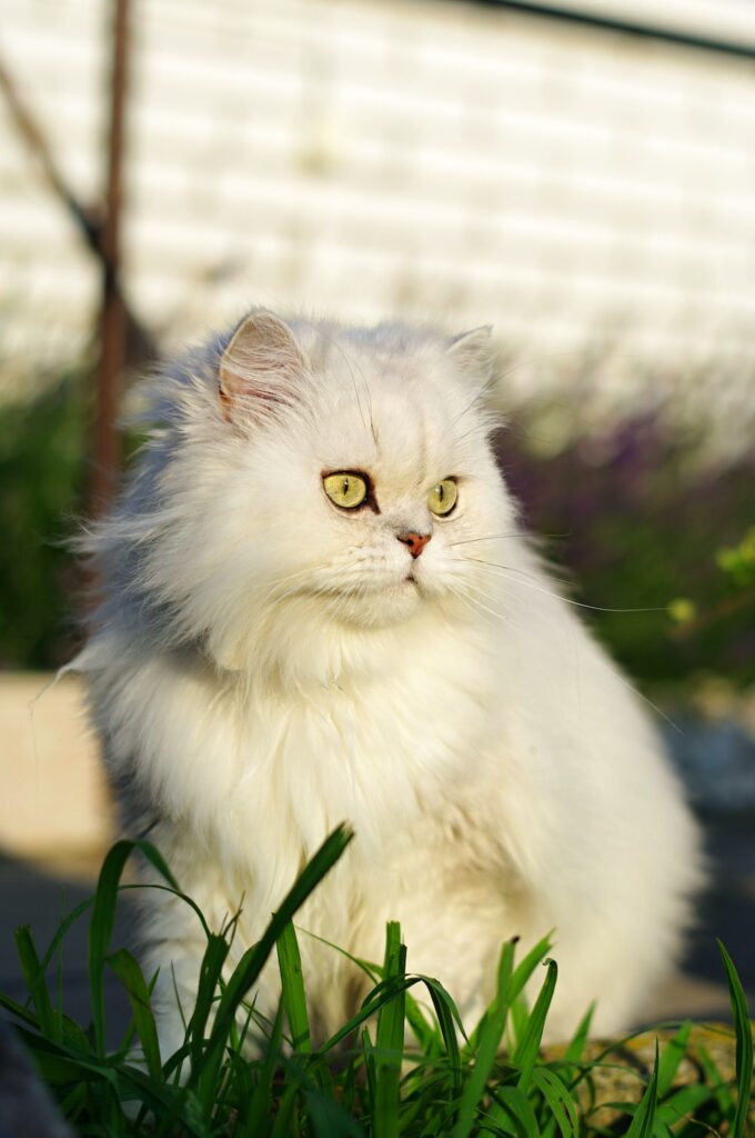 The Beauty of Persian Cat Photography