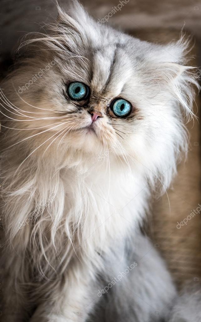 The Beauty of Persian Cat Photography - https://persiancatdude.com/