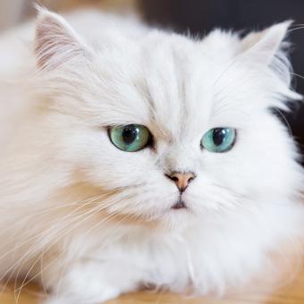 The Beauty of Persian Cat Photography