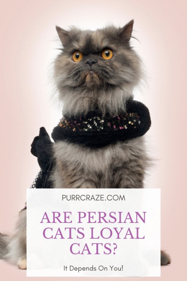 The Bond Between Persian Cats and Their Owners