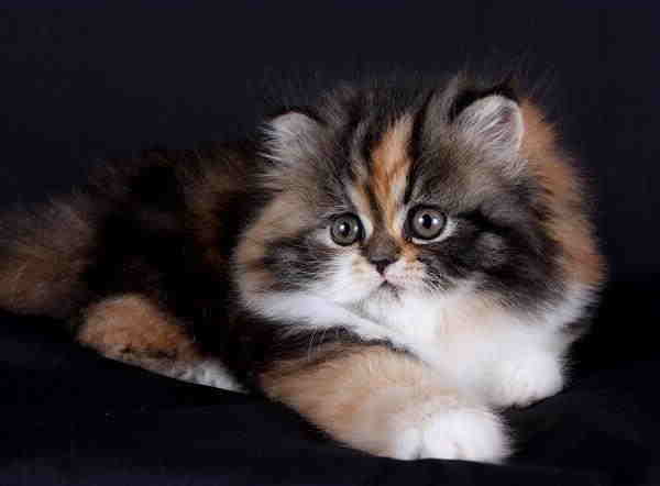 The Charming and Affectionate Nature of Calico Persian Cats