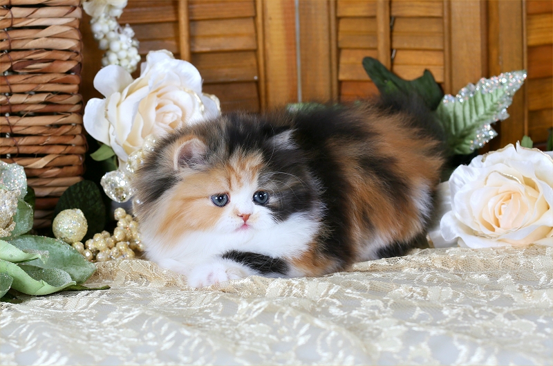 The Charming and Affectionate Nature of Calico Persian Cats