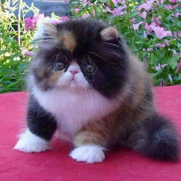 The Charming and Affectionate Nature of Calico Persian Cats